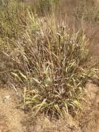 Image of giant wildrye