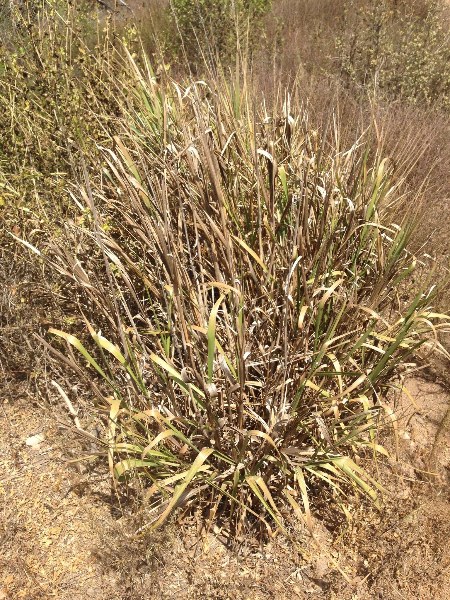 Image of giant wildrye