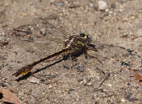 Image of Cypress Clubtail