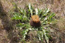 Image of Carlina acanthifolia All.