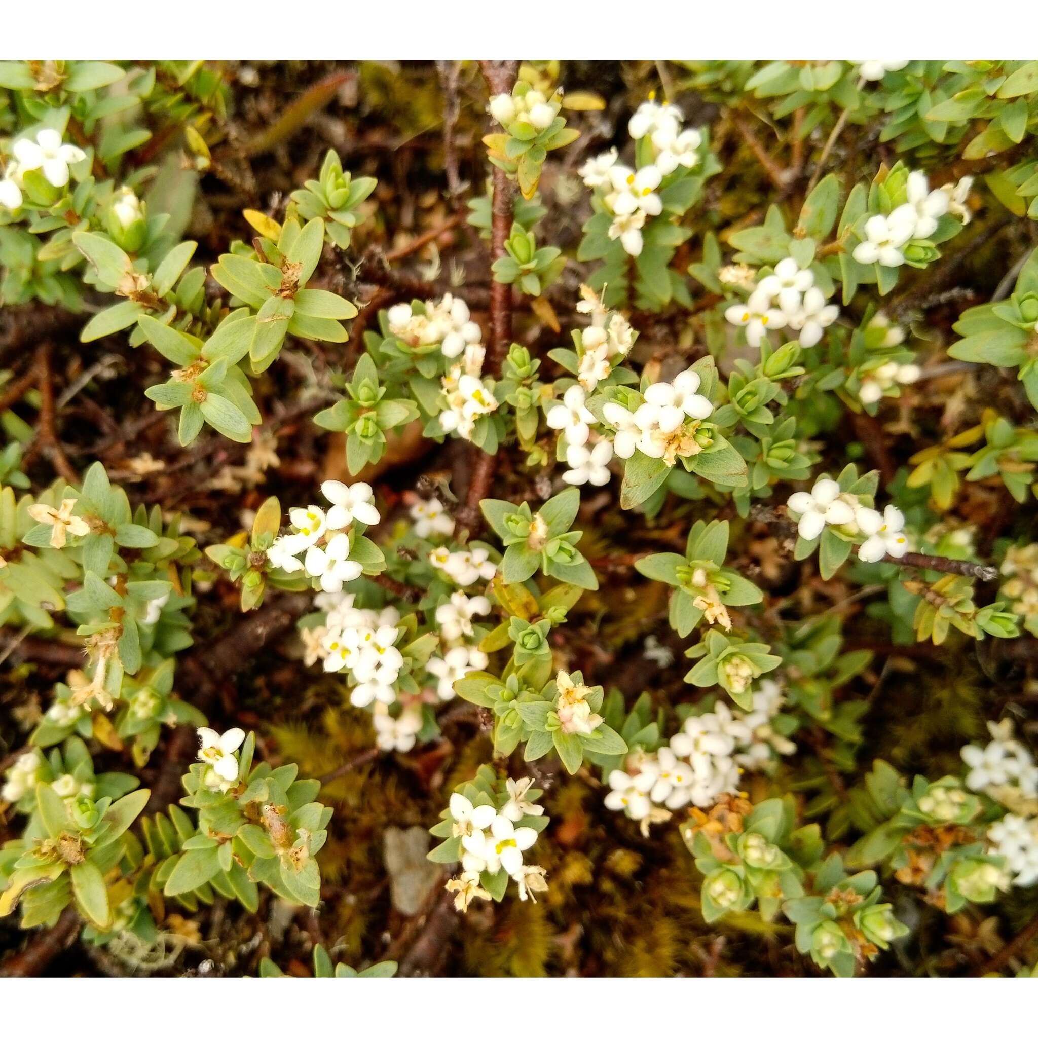 Image of Pimelea prostrata (J. R. & G. Forst.) Willd.