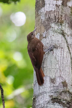 Image of Plain-brown Woodcreeper