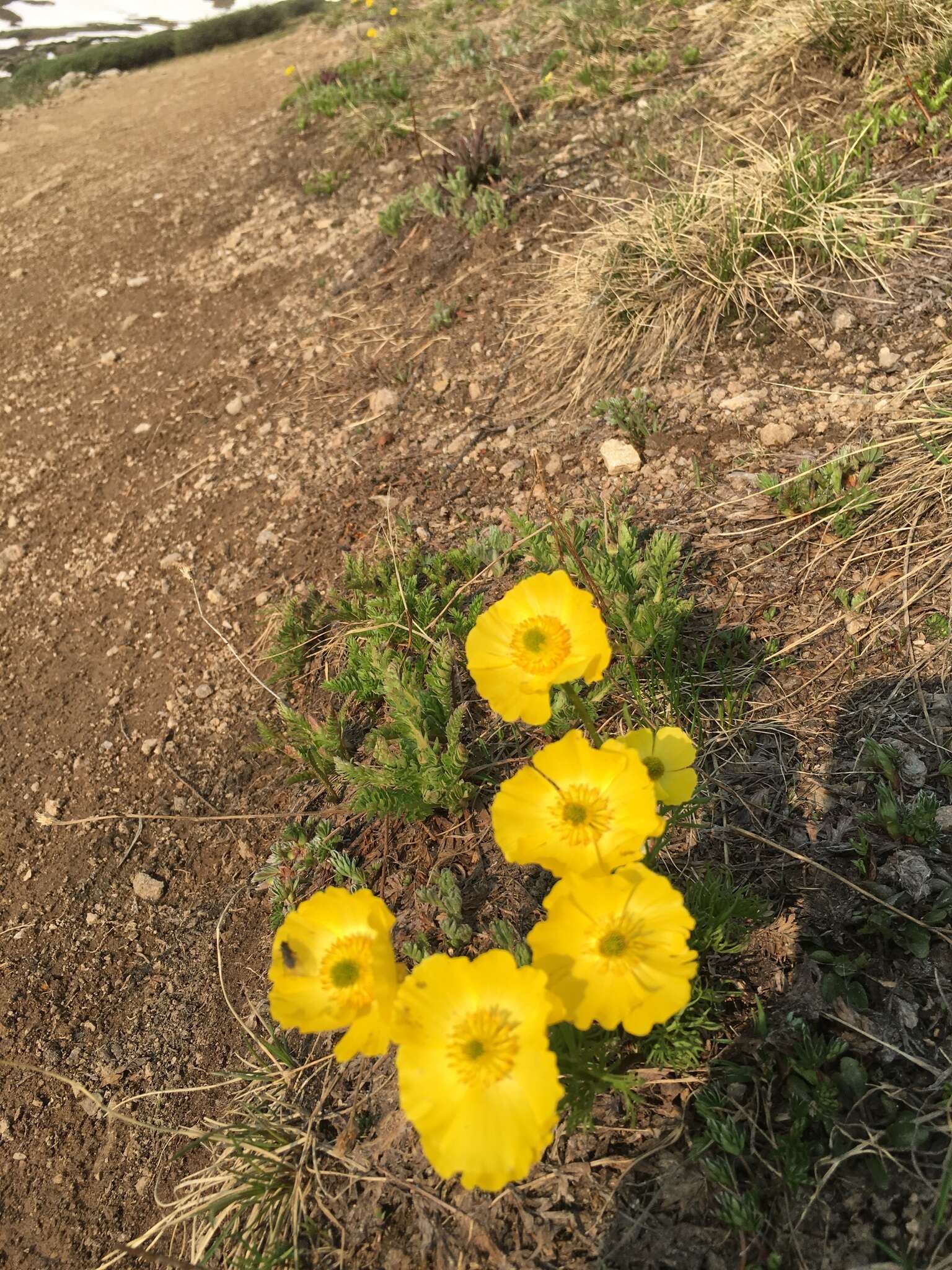 Imagem de Ranunculus adoneus A. Gray