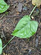 Image of Monstera siltepecana Matuda