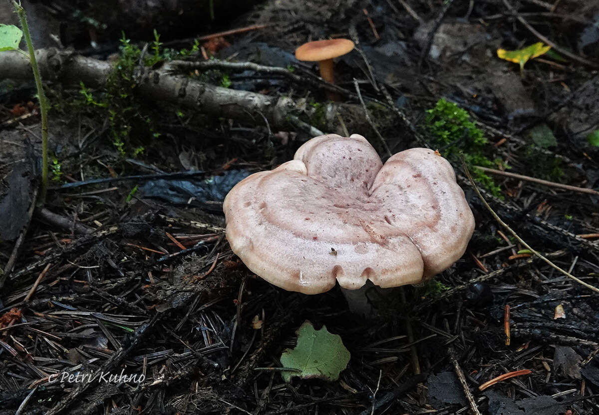 Image of Lactarius flexuosus (Pers.) Gray 1821