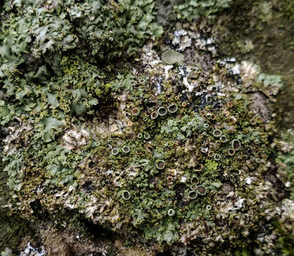 Image of wreath lichen