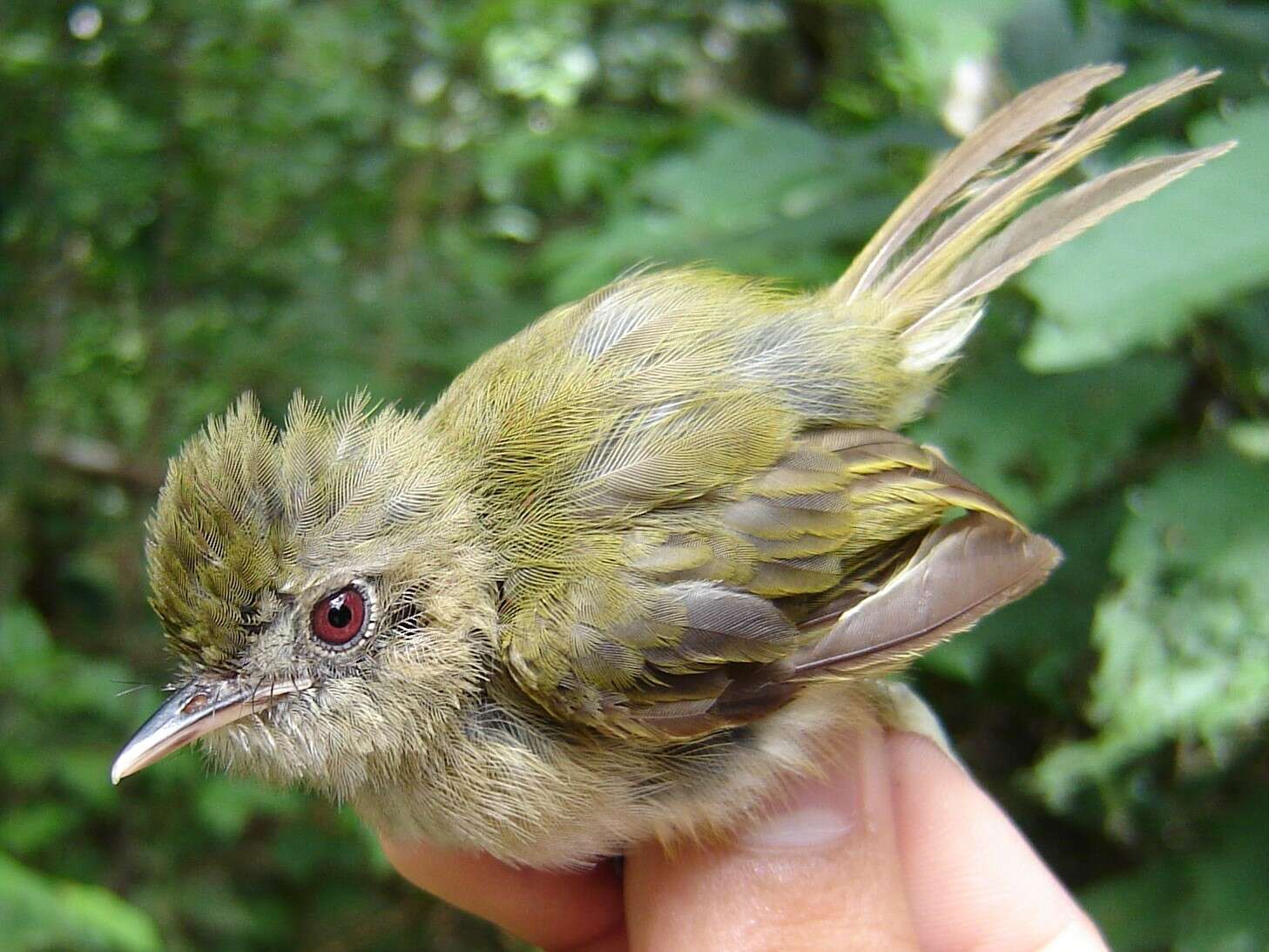 Image of Flammulated Bamboo Tyrant