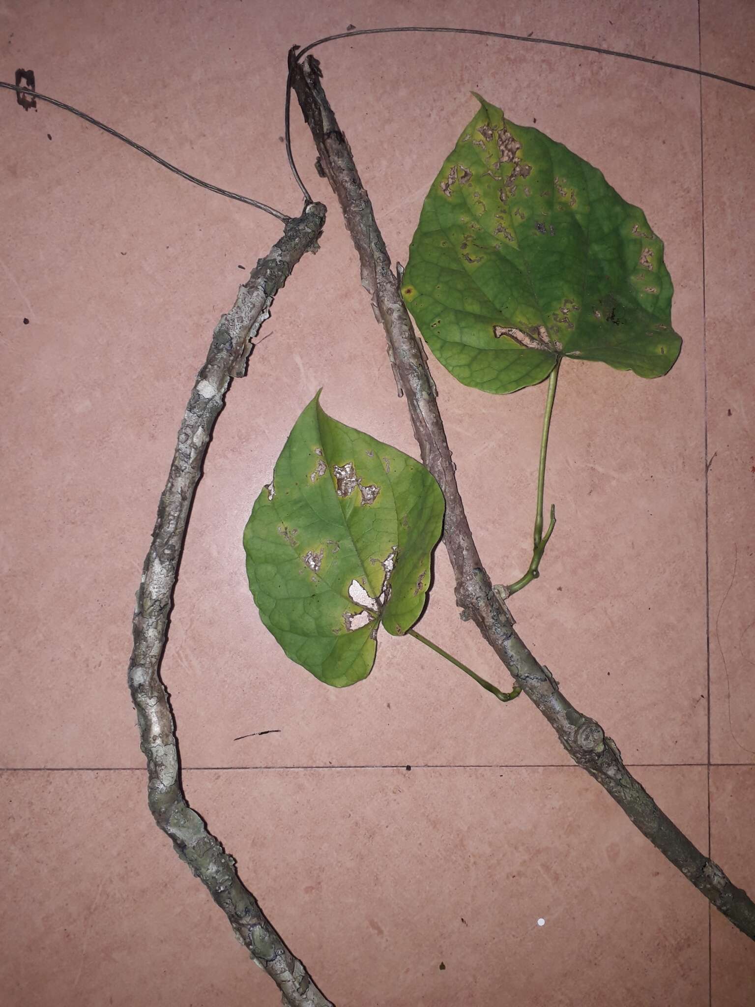 Image of Tinospora cordifolia (Willd.) Miers