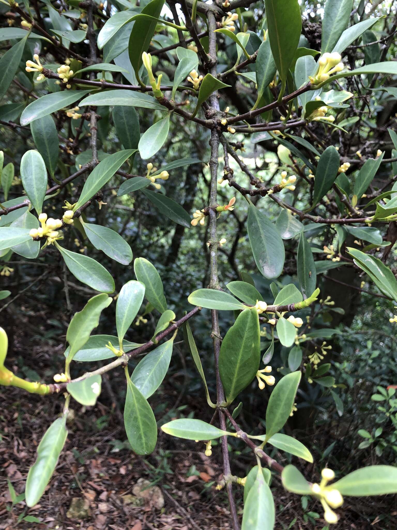 Image of Garcinia oblongifolia Champ. ex Benth.