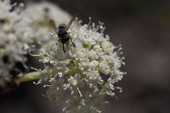 Image of poison angelica