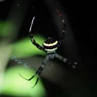 Image of Multi-coloured St Andrew's Cross Spider