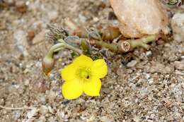 Image of Kalahari butterweed