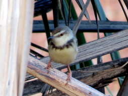 Image of Prinia flavicans ansorgei Sclater & WL 1927