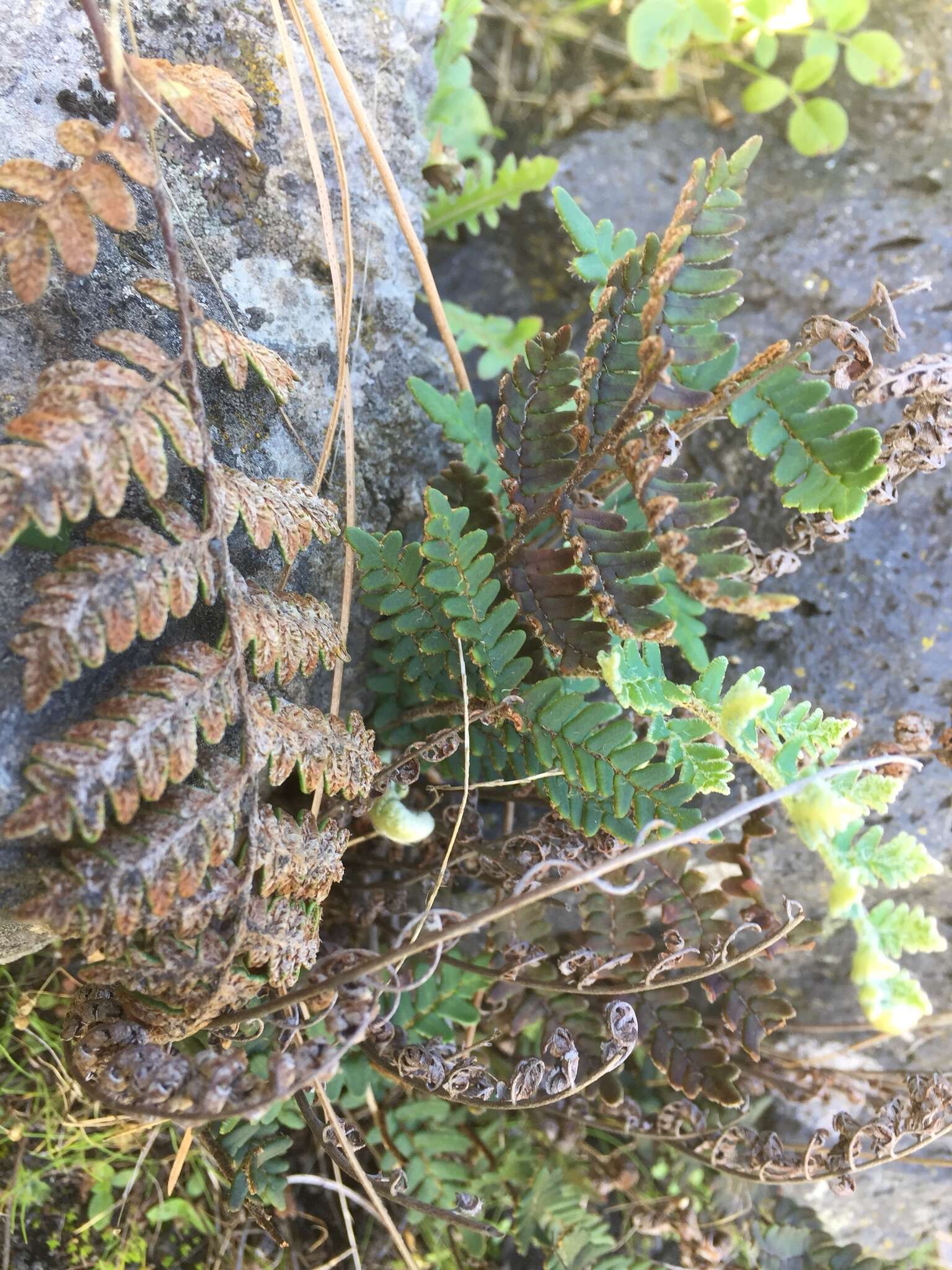 Image of Paragymnopteris marantae subsp. subcordata (Cav.)