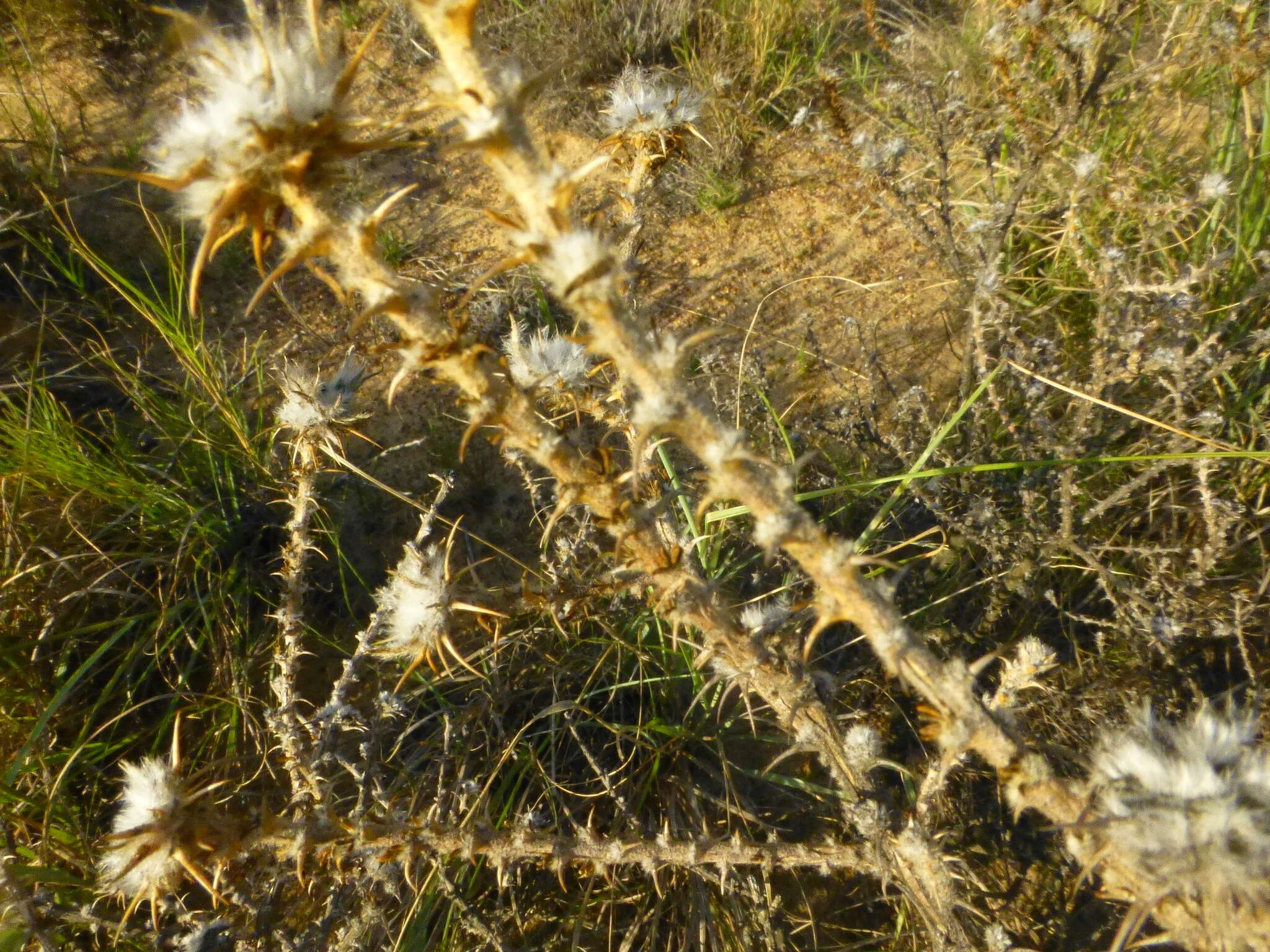 Image of Aspalathus aculeata Thunb.