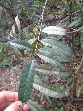 Image of Sorocea bonplandii (Baill.) Burger, Lanj. & Boer