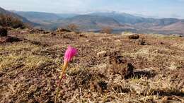 Image of Zephyranthes brevipes Standl.