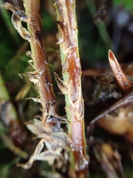 Image of Dryopteris aemula (Ait.) O. Kuntze