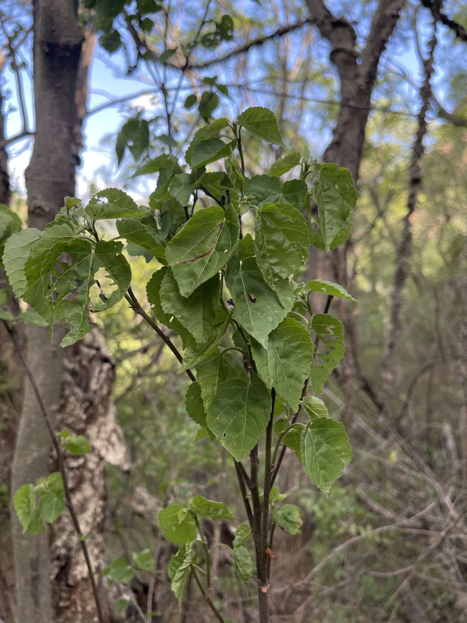 Image of Natal wild pear