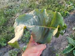 Image of Rumex patientia subsp. orientalis Danser