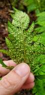 Image of Dudley's swordfern