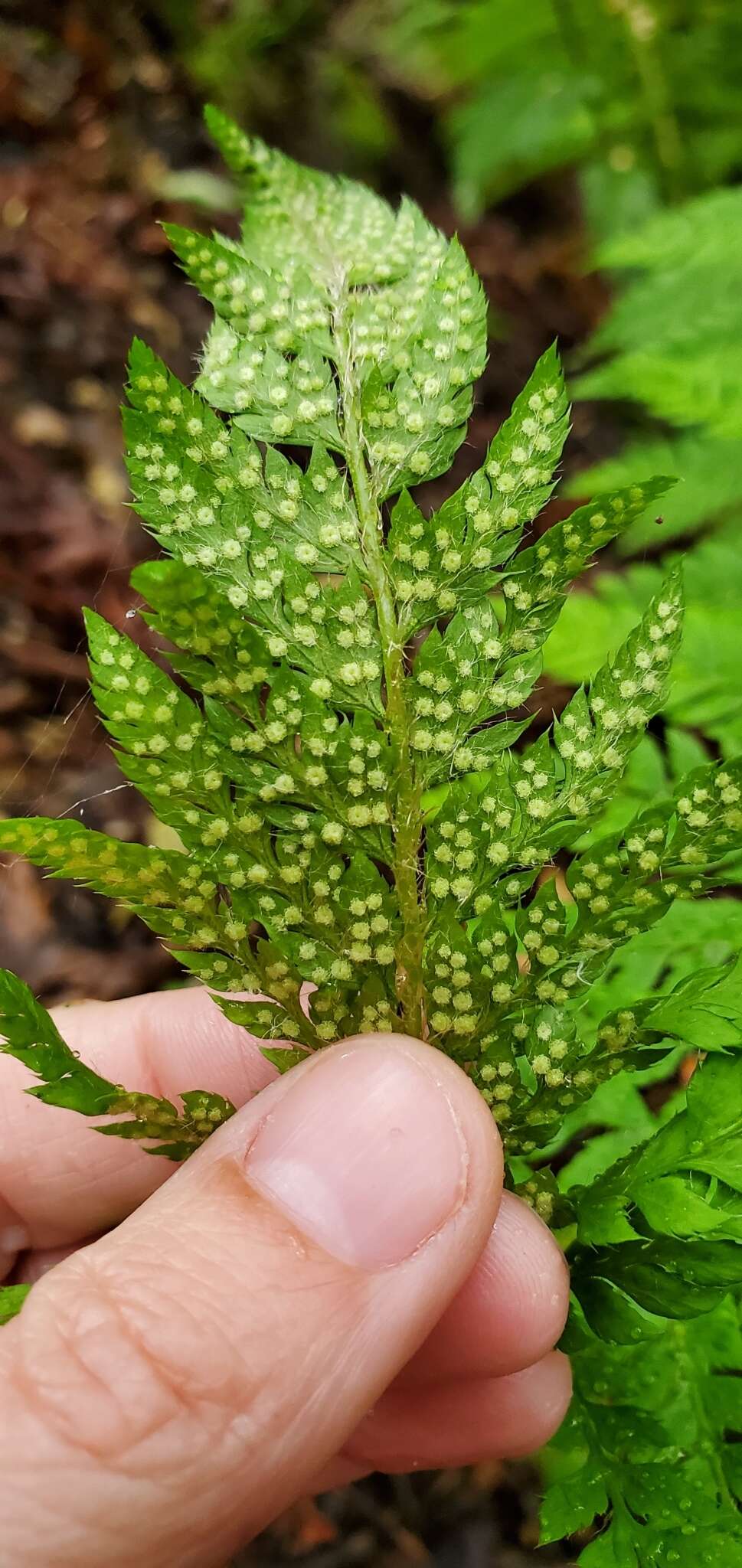 Sivun Polystichum dudleyi Maxon kuva