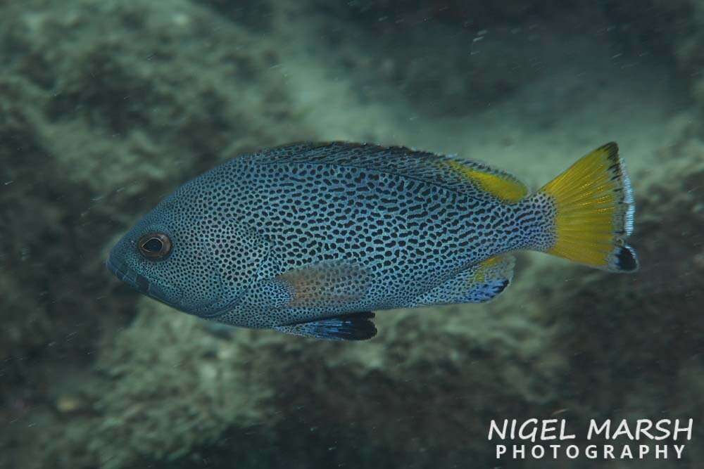 Image de Loche Bleue