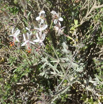 Image of Pelargonium laxum (Sweet) G. Don