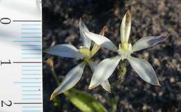 Image of Caladenia marginata Lindl.