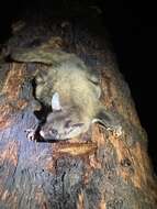 Image of Yellow-bellied Glider