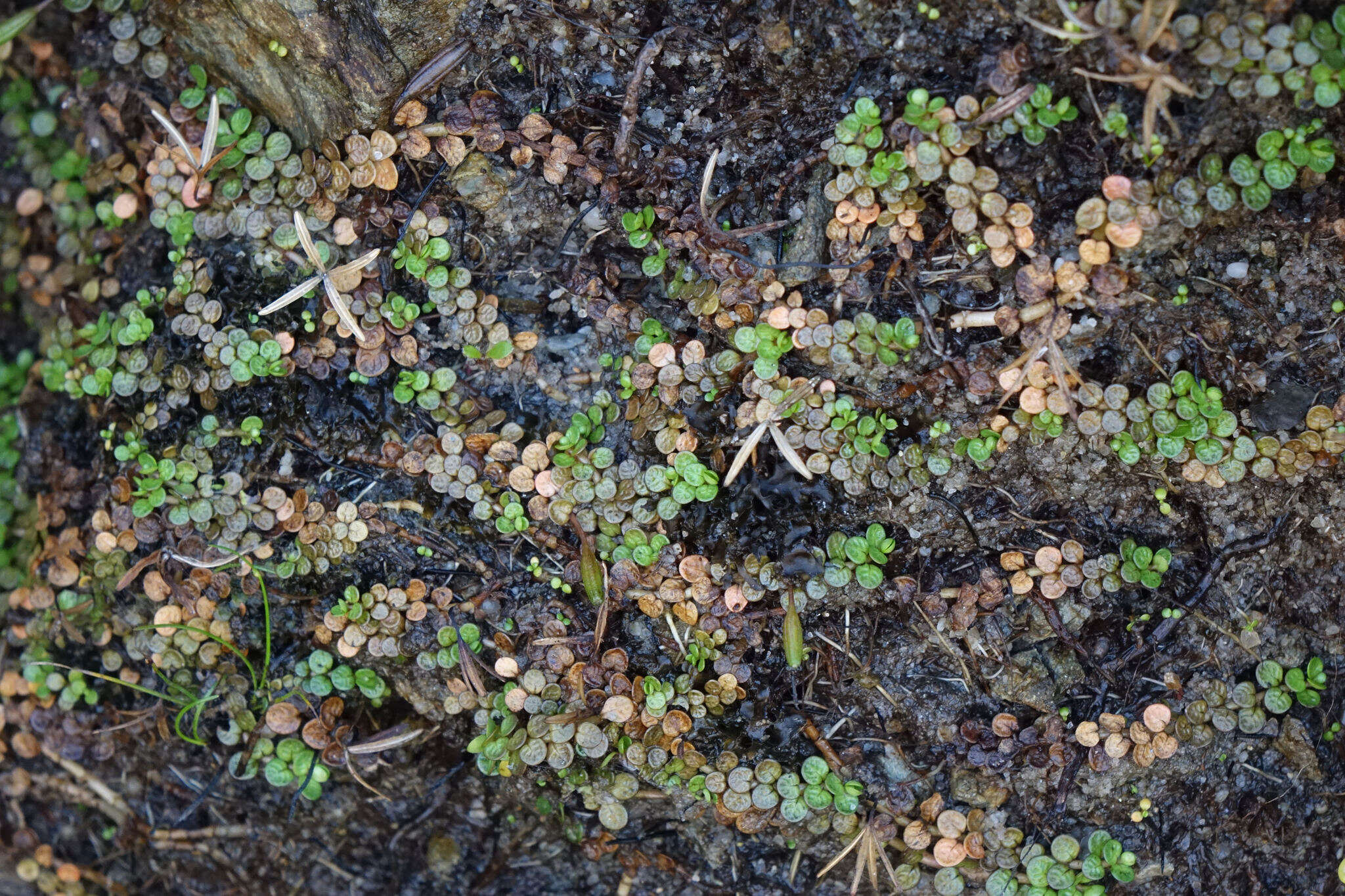 Image of Epilobium komarovianum Leveille