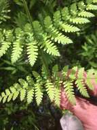 Image de Dryopteris triploidea Wherry