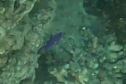 Image of Orchid dottyback