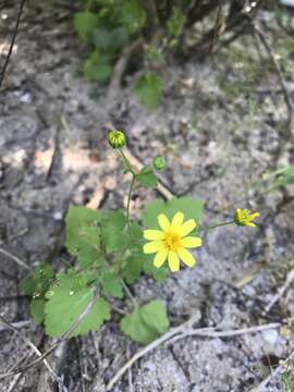 Perityle cuneata Brandeg. resmi