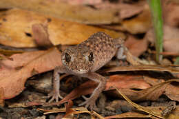 Image of Border Thick-tailed Gecko