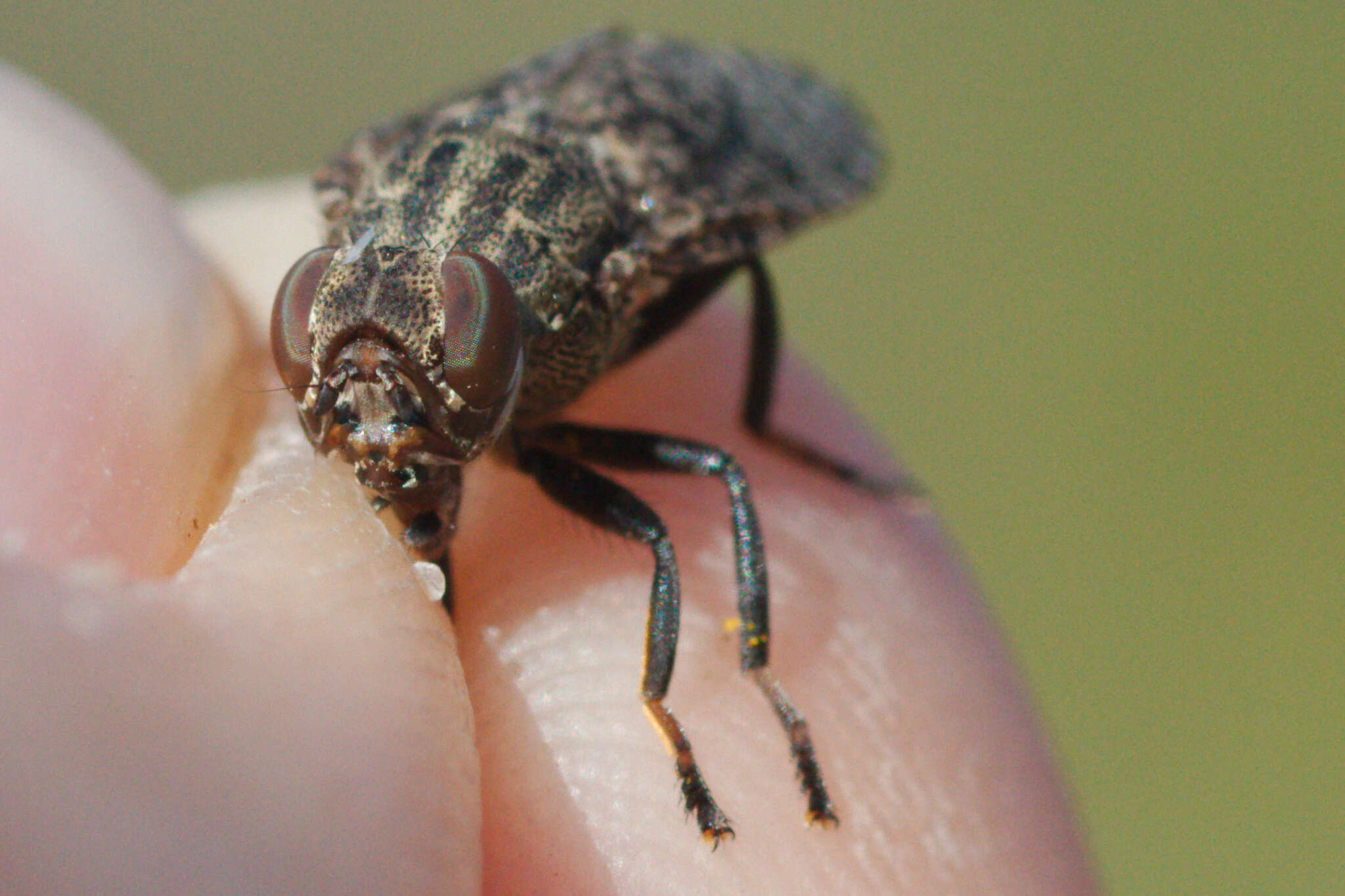 Image of <i>Platystoma lugubre</i>