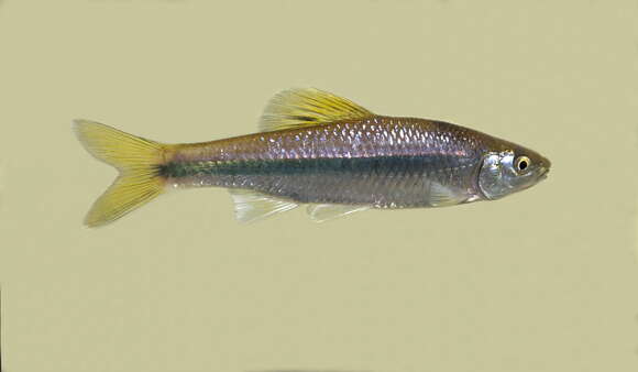 Image of Greenfin shiner