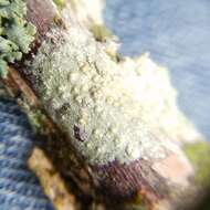 Image of Texan pore lichen