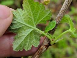 Image of Red Currant