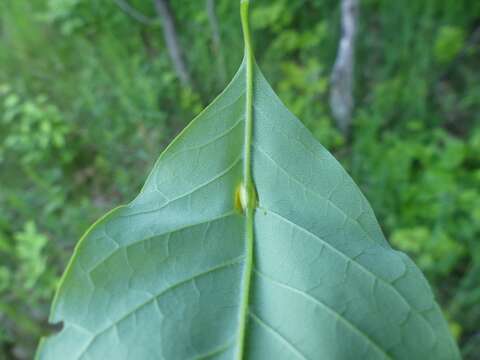 Puccinia sparganioidis Ellis & Barthol. 1896的圖片