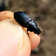 Harpalus (Harpalus) rufipalpis Sturm 1818 resmi