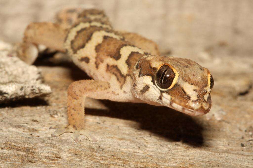 Image of Smith's Thick-toed Gecko