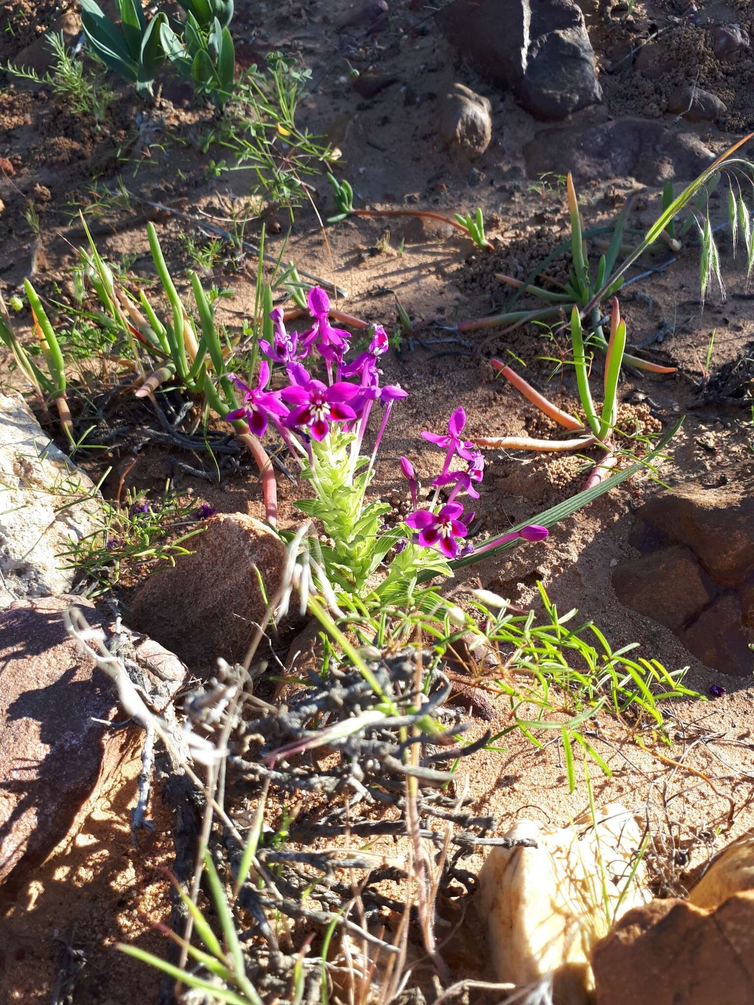 Image of Lapeirousia pyramidalis subsp. regalis Goldblatt & J. C. Manning