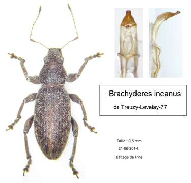 Image de Brachyderes