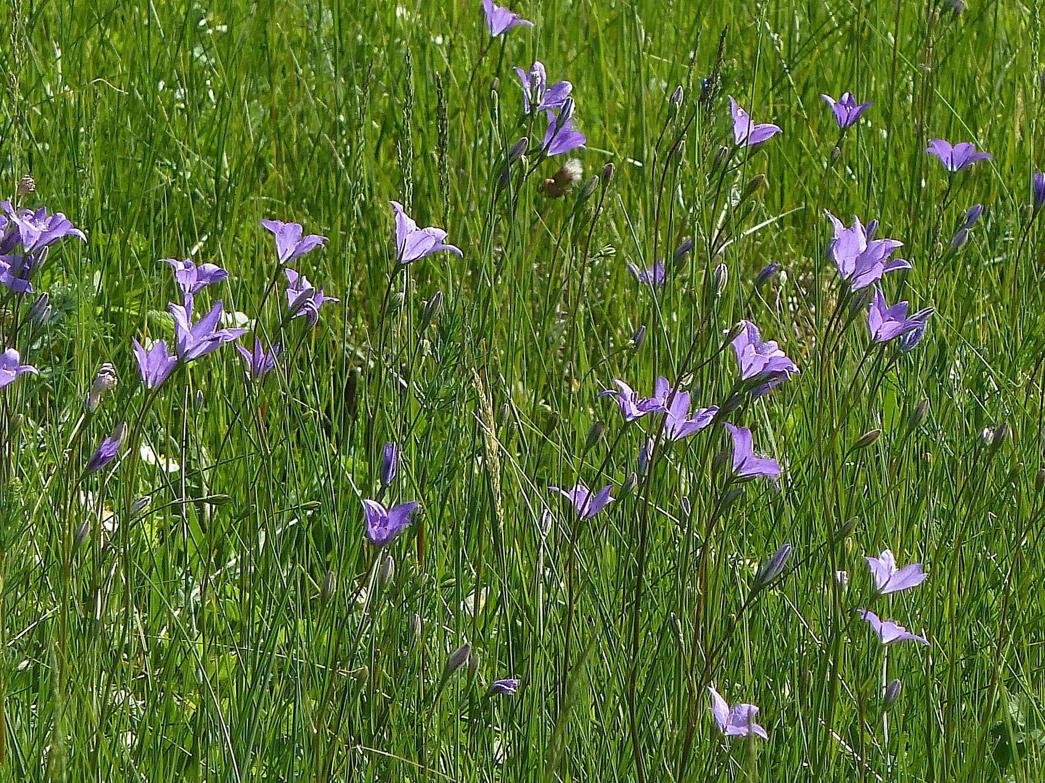 Campanula stevenii subsp. wolgensis (P. A. Smirn.) Fed. resmi