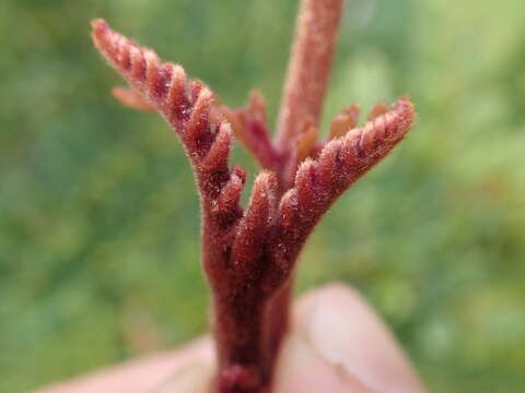 Image of Lomatia ferruginea R. Br.