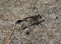 Ammophila clavus (Fabricius 1775) resmi