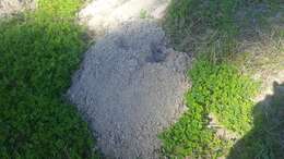 Image of Baird's Pocket Gopher