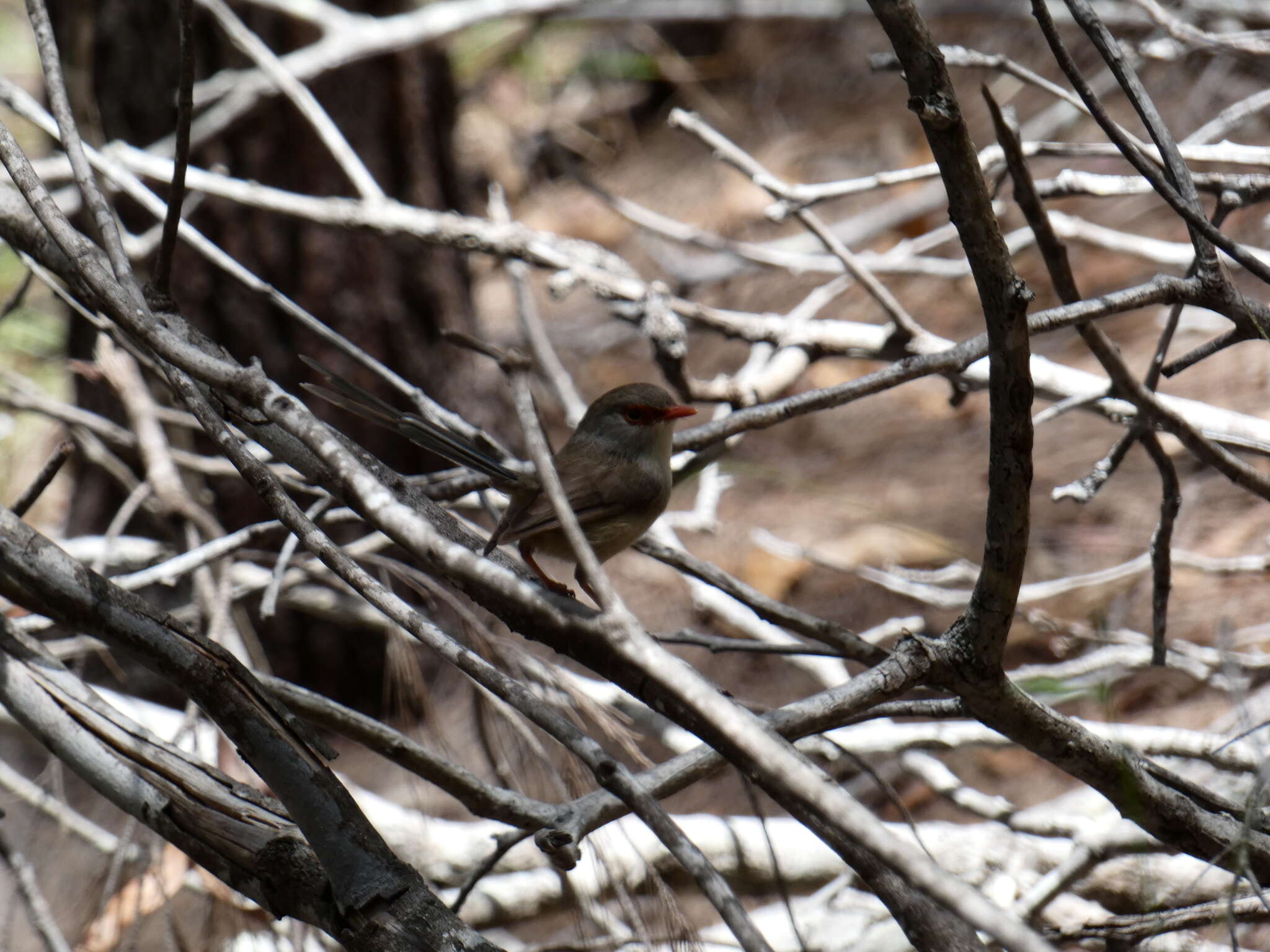 Image of Variegated Fairy-wren