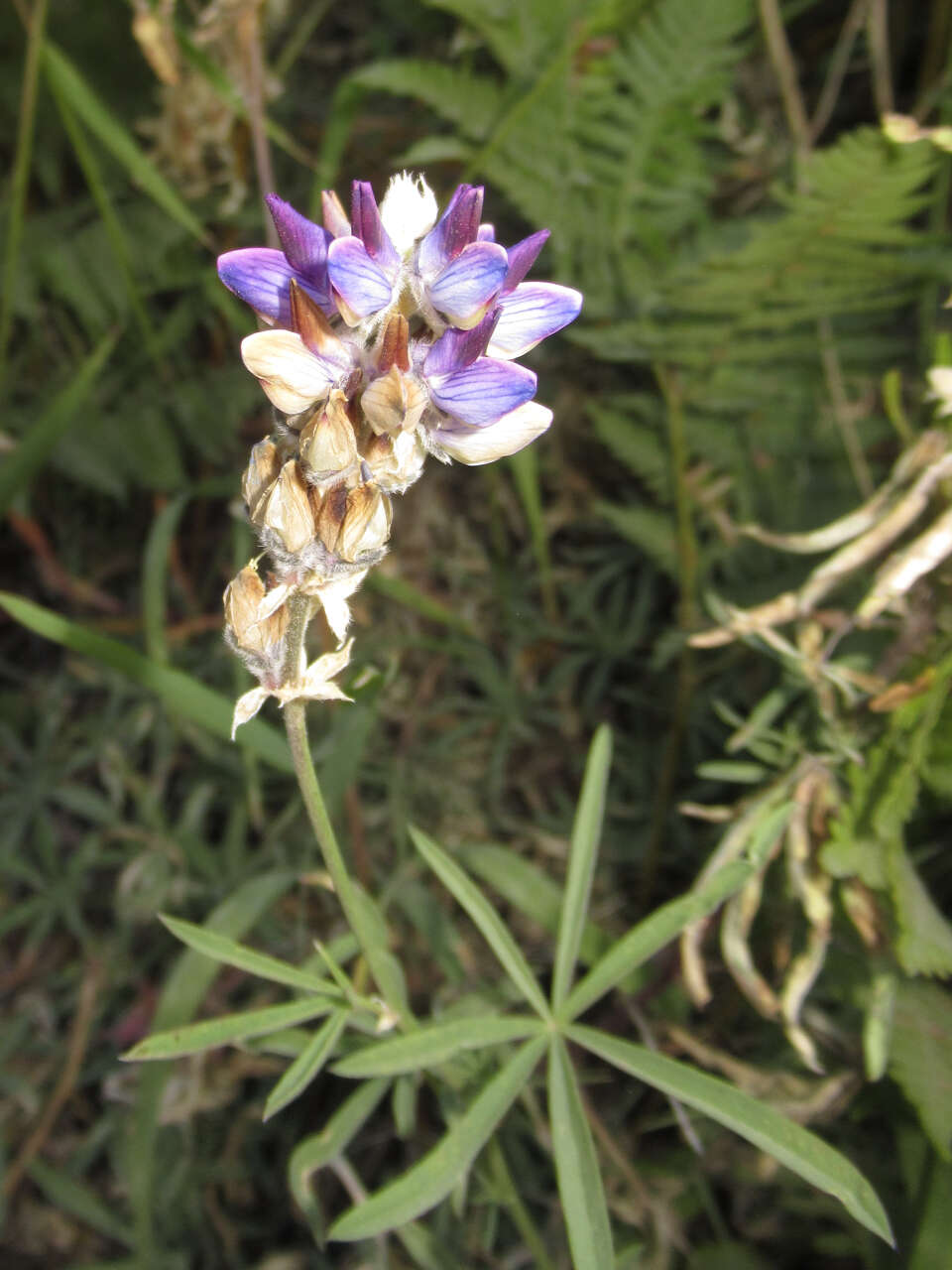 Image of Inyo Meadow lupine